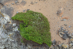 Lycapsus tenuifolius