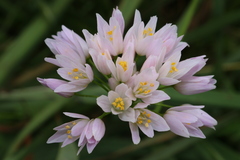 Allium roseum roseum