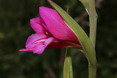 Gladiolus dubius