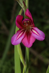 Gladiolus dubius