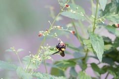 Scrophularia parviflora