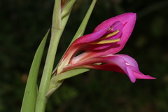 Gladiolus dubius