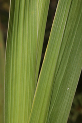 Gladiolus dubius