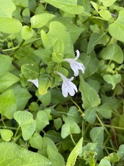 Justicia tubulosa late-ovata