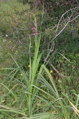 Gladiolus dubius