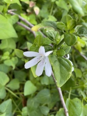 Justicia tubulosa late-ovata