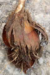 Gladiolus dubius