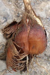 Gladiolus dubius