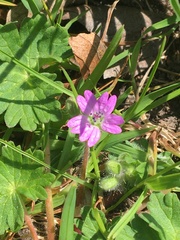 Geranium pyrenaicum