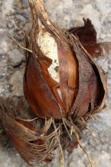 Gladiolus dubius