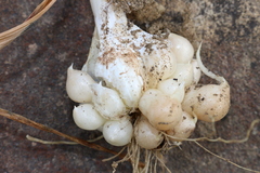 Allium roseum roseum