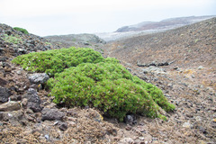Lycapsus tenuifolius