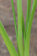 Allium roseum roseum