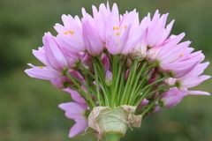 Allium roseum roseum