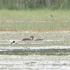Dendrocygna javanica