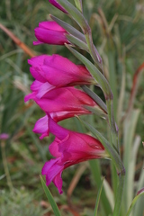 Gladiolus dubius