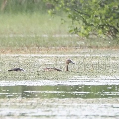 Dendrocygna javanica