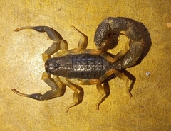 Uroplectes olivaceus