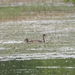 Dendrocygna javanica
