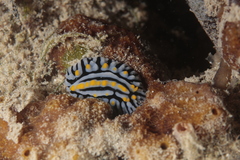 Phyllidia coelestis