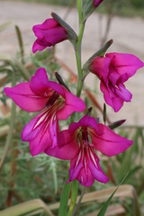 Gladiolus dubius