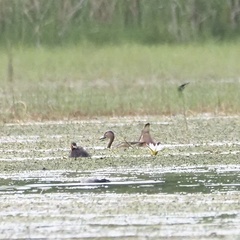 Dendrocygna javanica