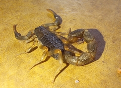 Uroplectes olivaceus