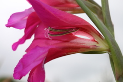 Gladiolus dubius