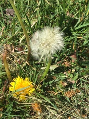 Taraxacum