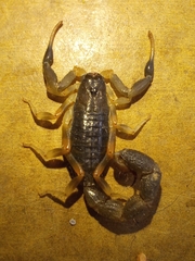 Uroplectes olivaceus