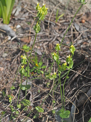 Sebaea micrantha micrantha