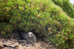 Lycapsus tenuifolius