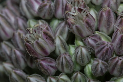 Allium polyanthum