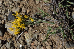 Genista januensis