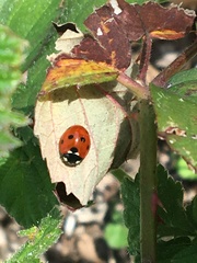 Coccinella septempunctata