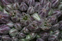 Allium polyanthum