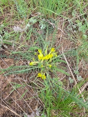 Astragalus buchtormensis