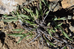 Genista januensis