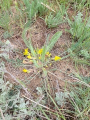 Astragalus buchtormensis