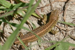 Lacerta agilis