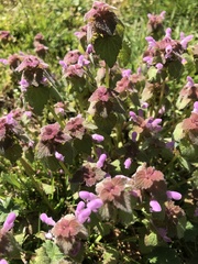 Lamium purpureum