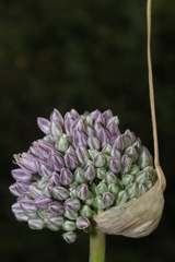 Allium polyanthum