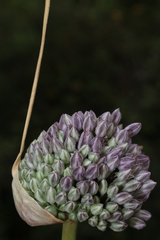 Allium polyanthum