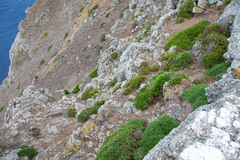 Lycapsus tenuifolius