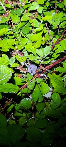 Eastern Pygmy Possum (Cercartetus nana)