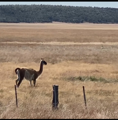 Lama guanicoe