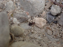 Anthelephila pedestris