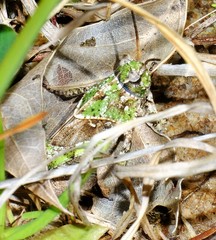 Pardalophora phoenicoptera