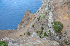 Lycapsus tenuifolius