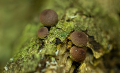Lycoperdon fuligineum